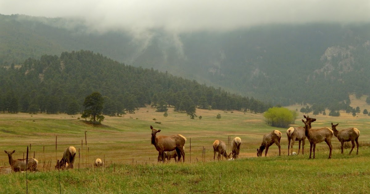 Impression Evergreen Elk Meadow, Colorado