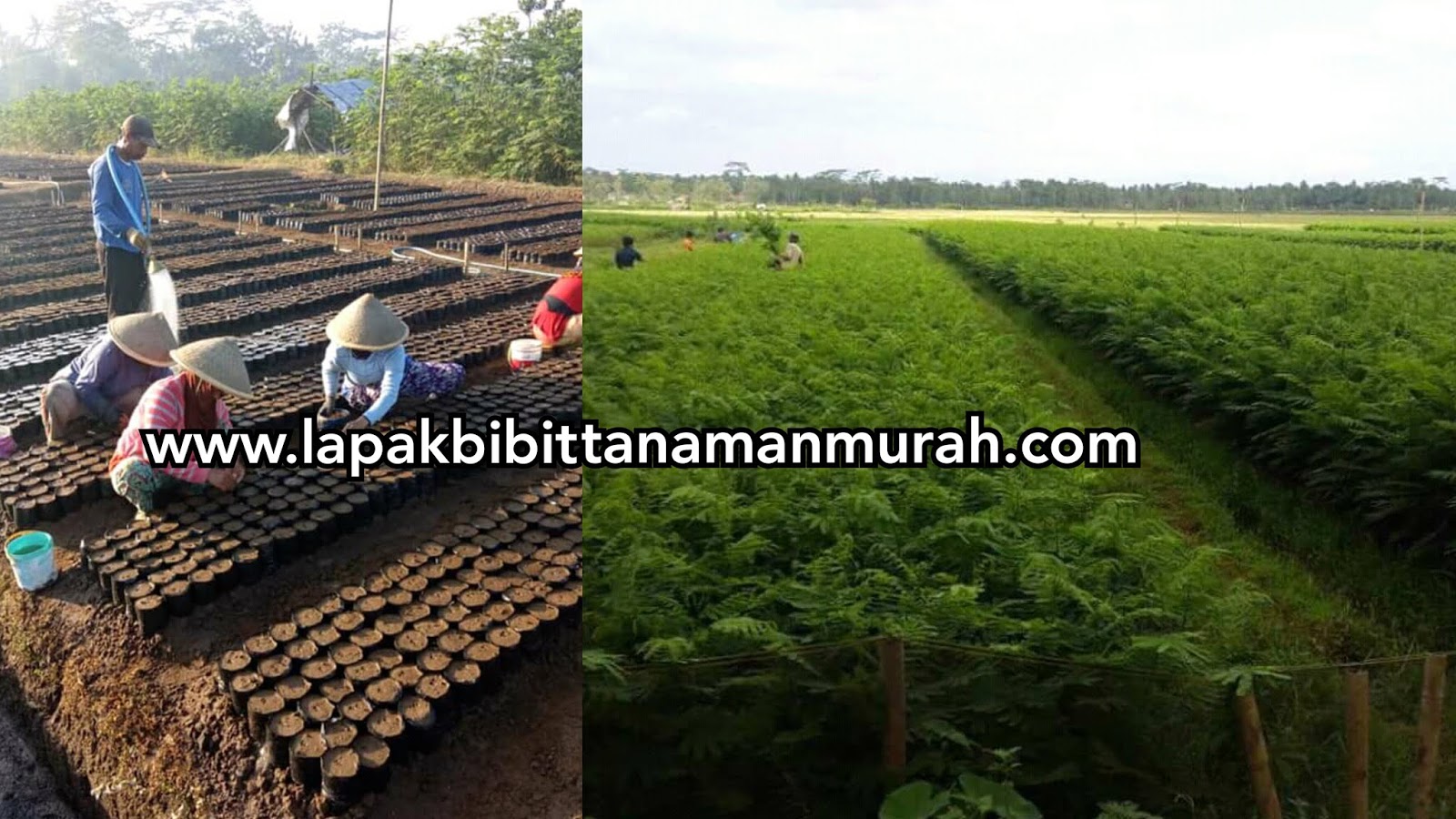 pusat grosir bibit sengon solomon dan sengon laut albasia pusat grosir bibit sengon solomon dan sengon laut albasia