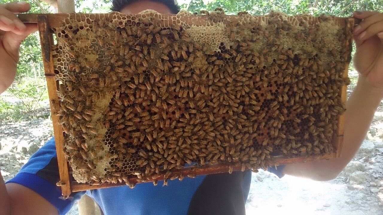 ivanildosantos gambar lebah  madu 