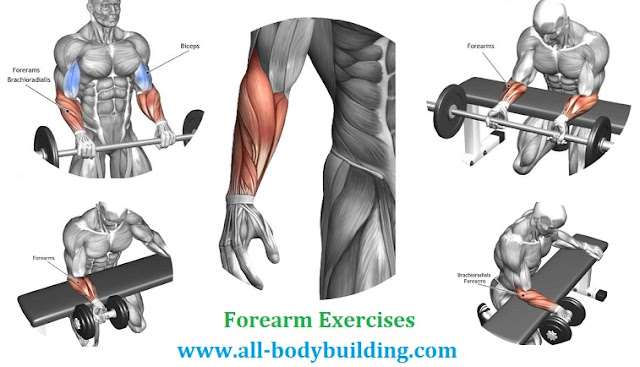The Four Best Forearm Exercises ~ multiple fitness