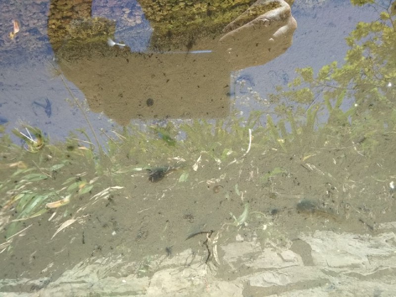 criar-renacuajos-asturias