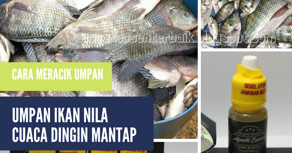 Cara Meracik Umpan Ikan Nila Cuaca Dingin Paling JOSS 2019 ~ Pusat