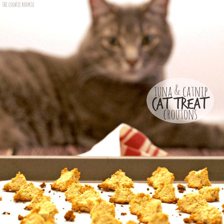 Homemade Catnip Biscuits Recipe The Pets Dialogue