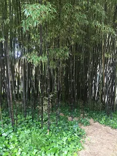 ピサ植物園の竹林