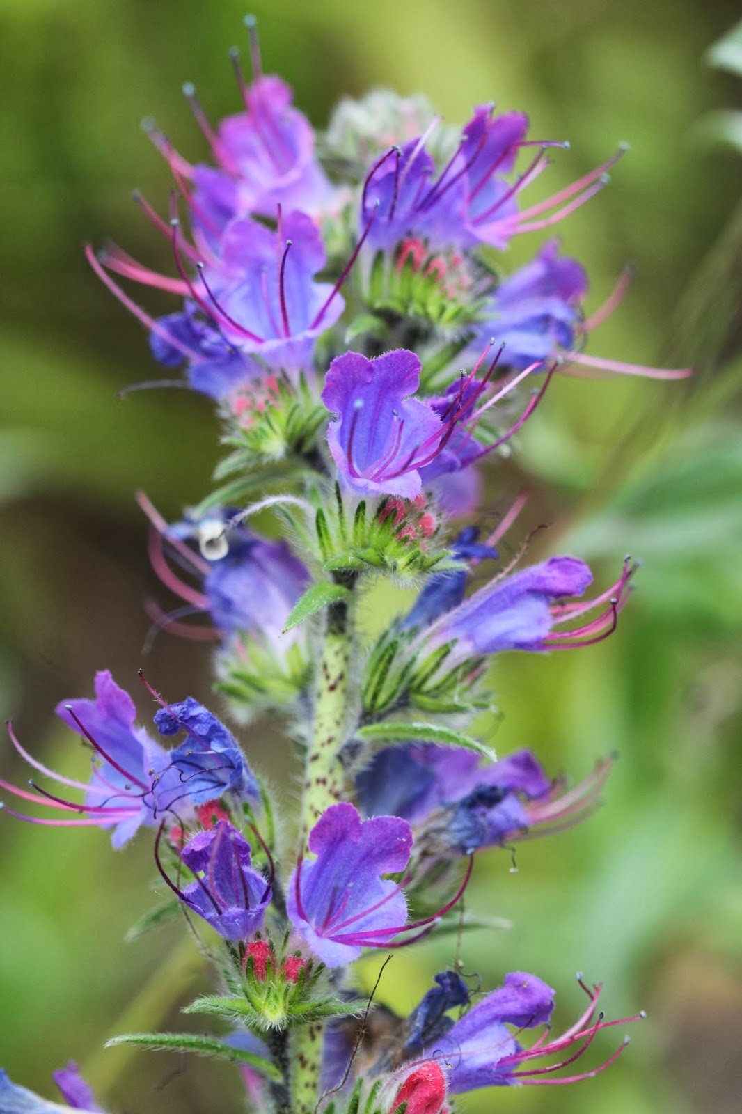 ECHIUM VULGARE. viborera o lengua de buey.