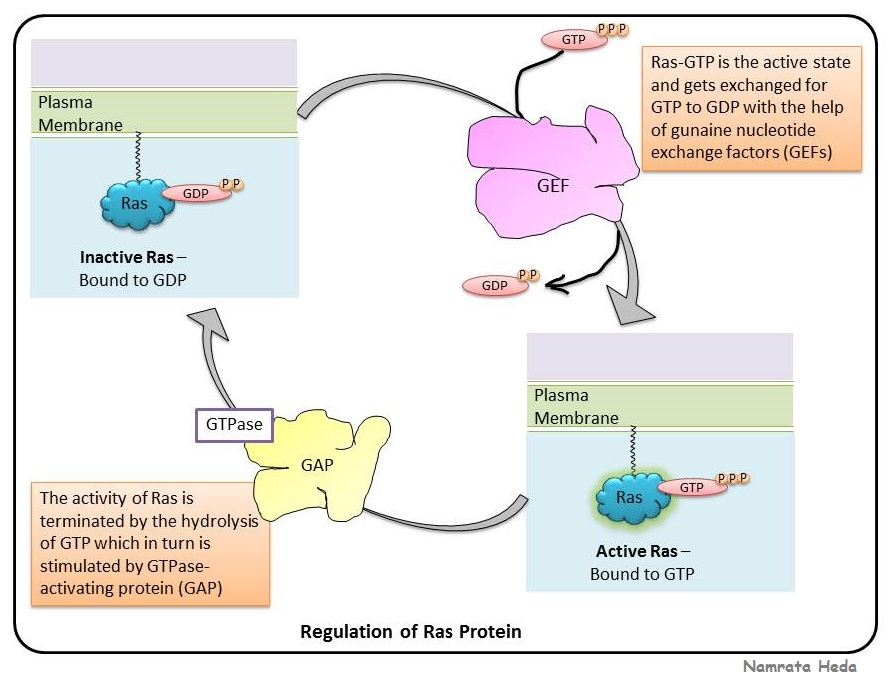B for Biology Signal Transduction Pathway MAP Kinase Pathways (Part 1)