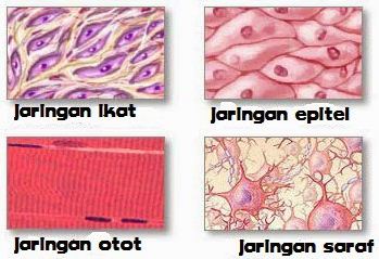 18+ Jaringan Hewan Beserta Gambar
