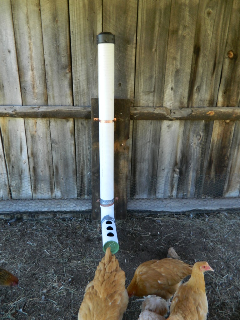 Meanwhile, back at the ranch... Gravity Fed Poultry Feeder