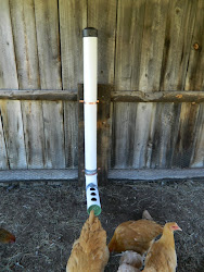 feeder gravity poultry chicken pipe coop fed irrigation meanwhile ranch found supply