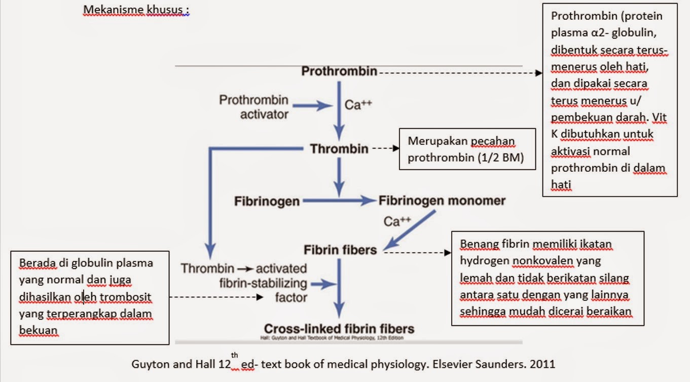 Proses pembekuan darah pdf download Proses pembekuan darah pdf download