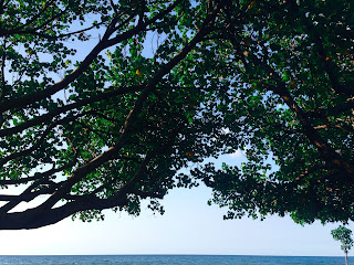 Beach Shadow Trees Hibiscus Tiliaceus at Seririt Beach North Bali