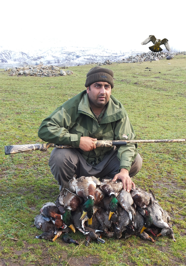 صور لصيد البط الصياد Rawchi من كوردستان العراق خلال موسم هجرة الطيور 