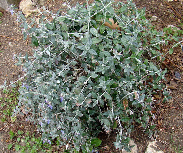 Olivillo (Teucrium fruticans L.).