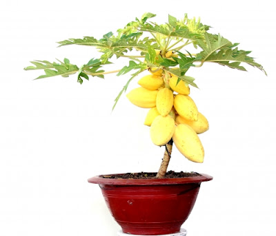 Trồng cây bonsai ăn quả để mang lại tài lộc Trồng cây bonsai ăn quả để mang lại tài lộc