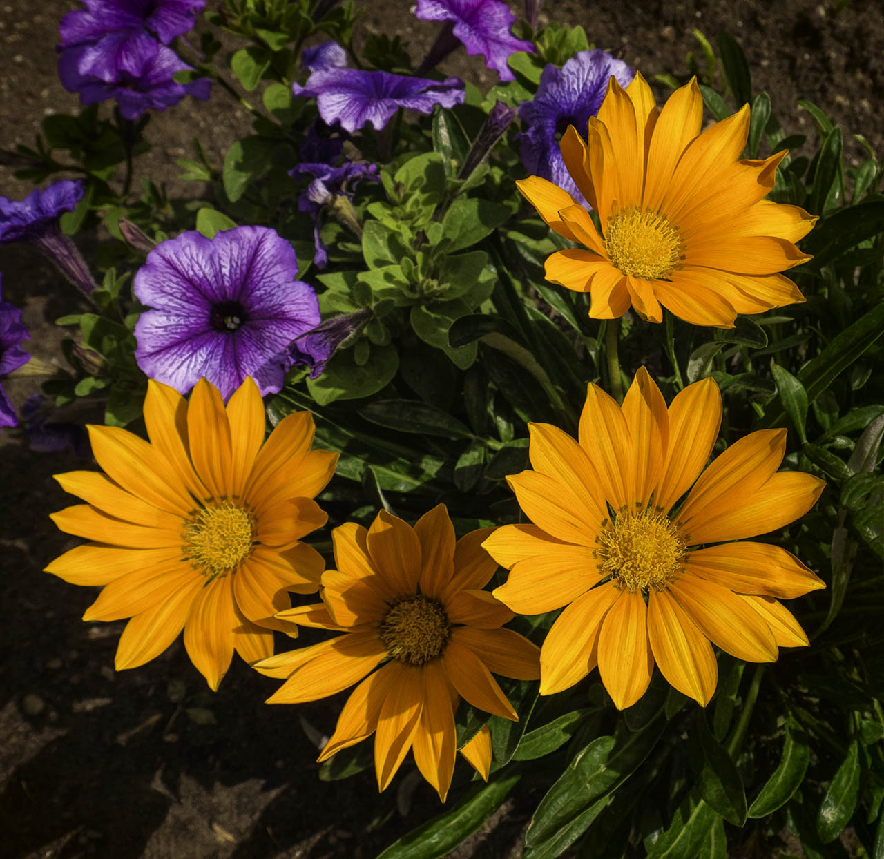 Jim Cox Photos July Flowers