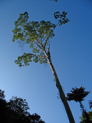 Tul Ang Tree RAINFOREST HONEY - TUALANG HONEY: INTRODUCTION