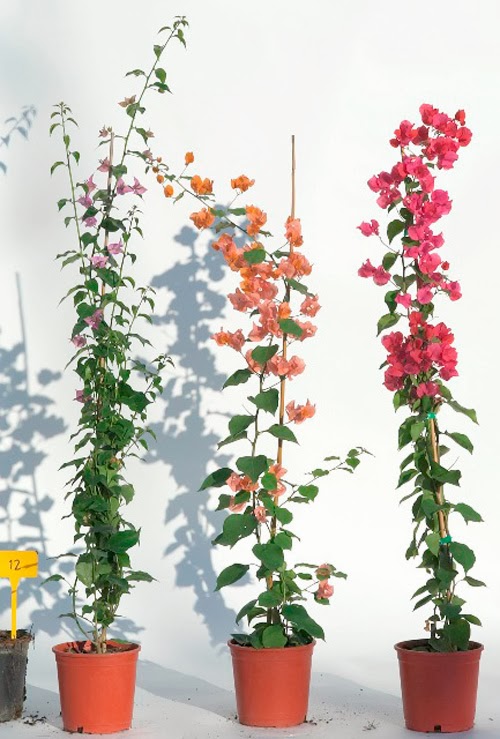 HOW TAKE CUTTINGS FROM BOUGAINVILLEA The Garden of Eaden