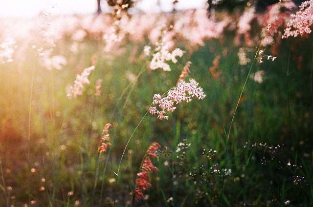 Cập nhật nhiều hơn 100 hình nền hoa cỏ may tuyệt vời nhất  thdonghoadian