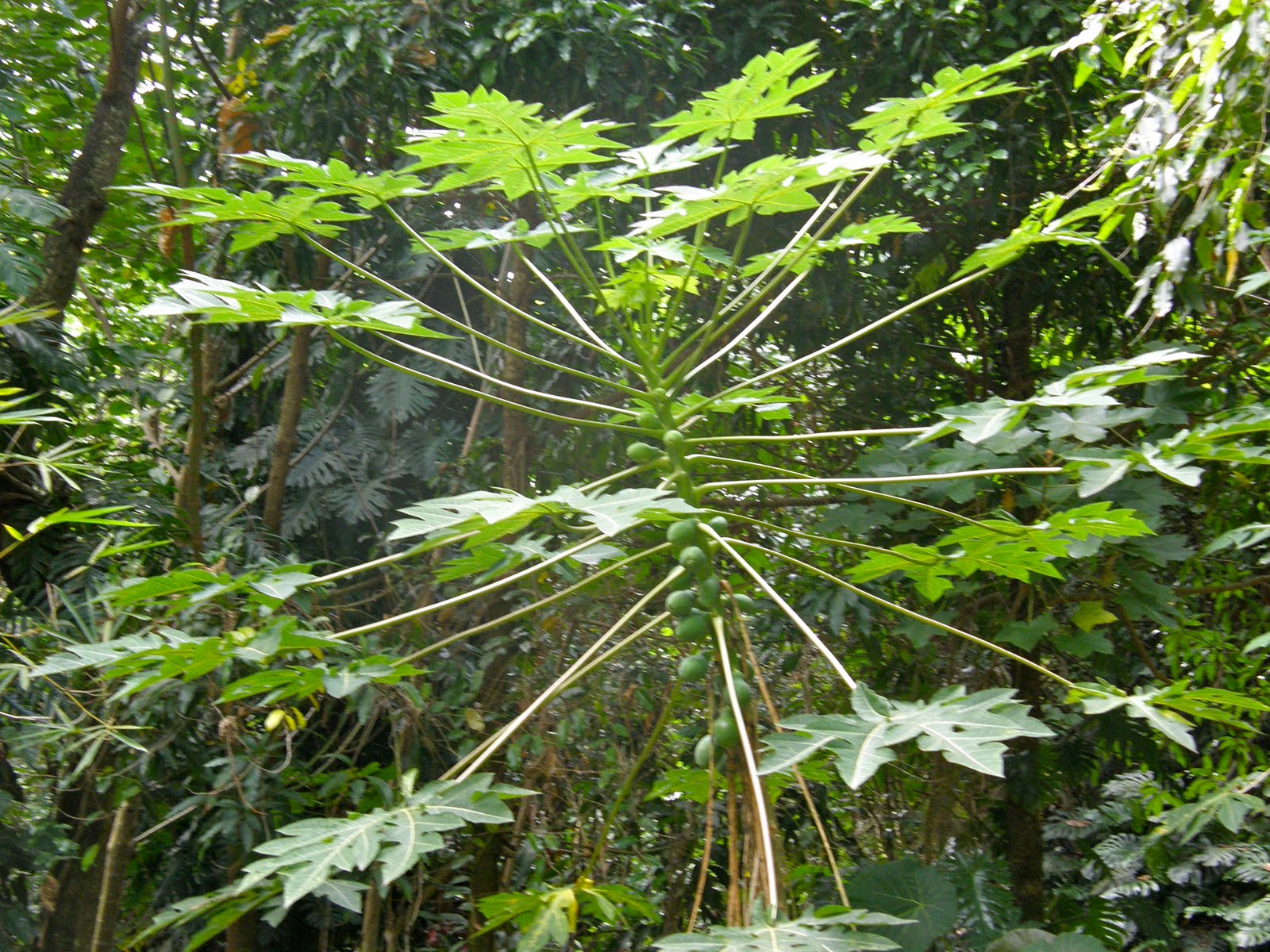 The Robinsons Kauai The Garden Isle