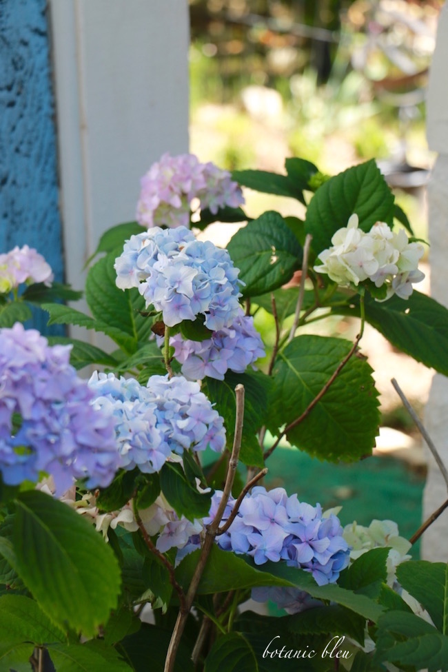 Watercolour Florals Hydrangea