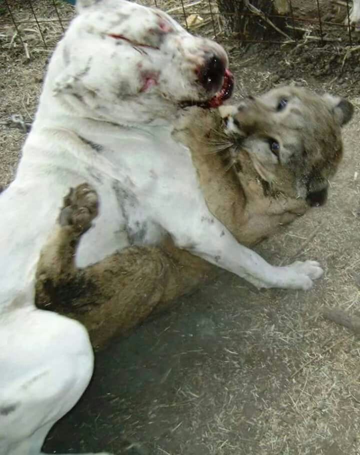 Dog Bite Force Breed Dog Bite Force Breed
