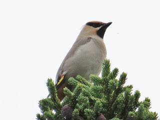 Image of a Bohemian Waxwing
