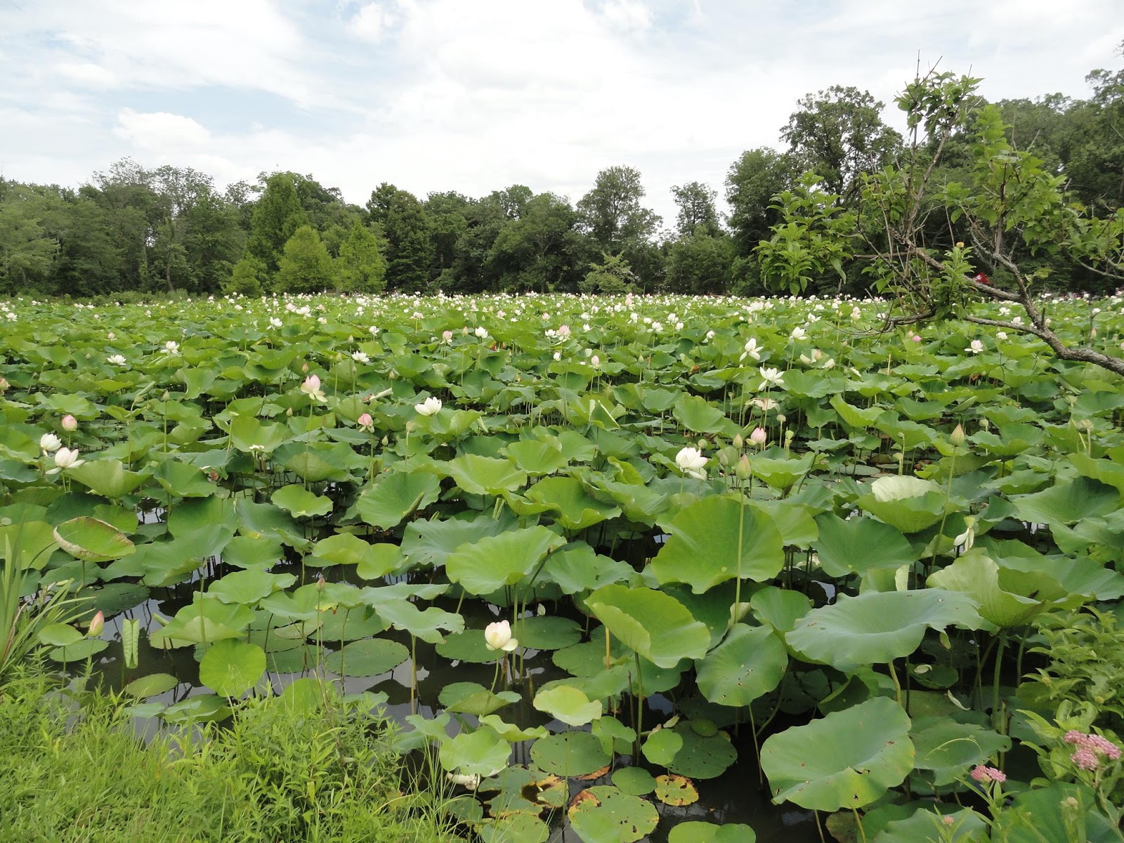 Wetlands Definitions, Classification, and Conservation