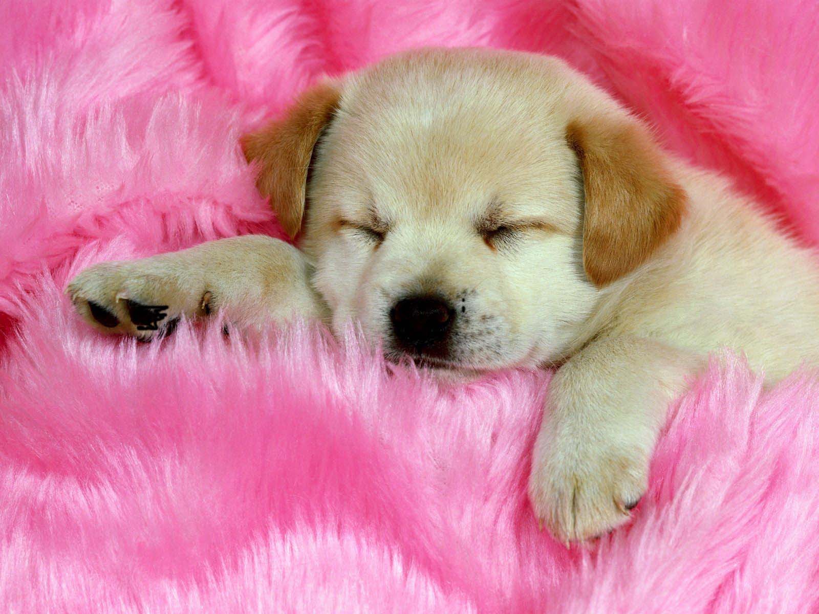 the cute  dogs  and puppies  nice wallpapers