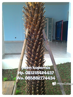 Pohon palm kopernis alba Tukang Taman penjual pohon palm kopernis alba Batang hitam dengan harga paling murah, serta jasa tukang tanam pohon palm copernecia alba yang berpengalaman dan bergaransi
