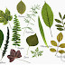 plantes herbier feuilles 
