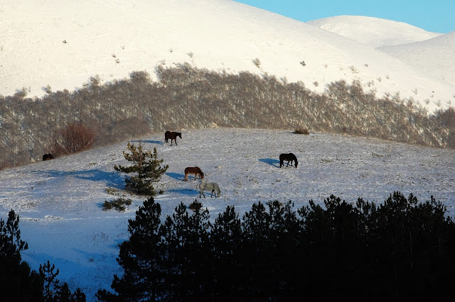 cavalli pescasseroli abruzzo