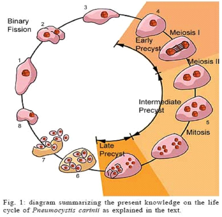 Daur hidup Pneumocystis pneumonia Daur hidup Pneumocystis pneumonia