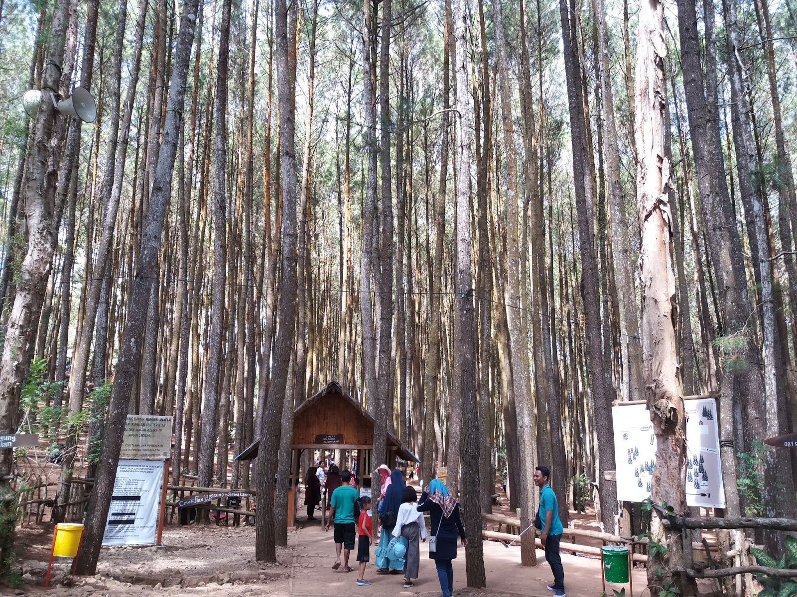 Pengelolaan Hutan Pinus Mangunan Yogyakarta teh dan ubi