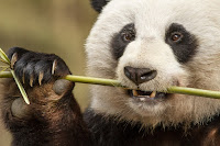 Nacidos en China 26 fotos%2Bnacidos%2Ben%2Bchina 09