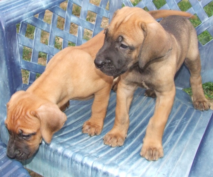 Tosa InuArka de Noe kennel Serbia Tosa Inu puppies for sale
