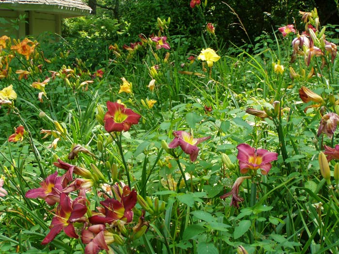 GoGardenNow The Gardening Blog FAQ Will daylilies bloom in partial