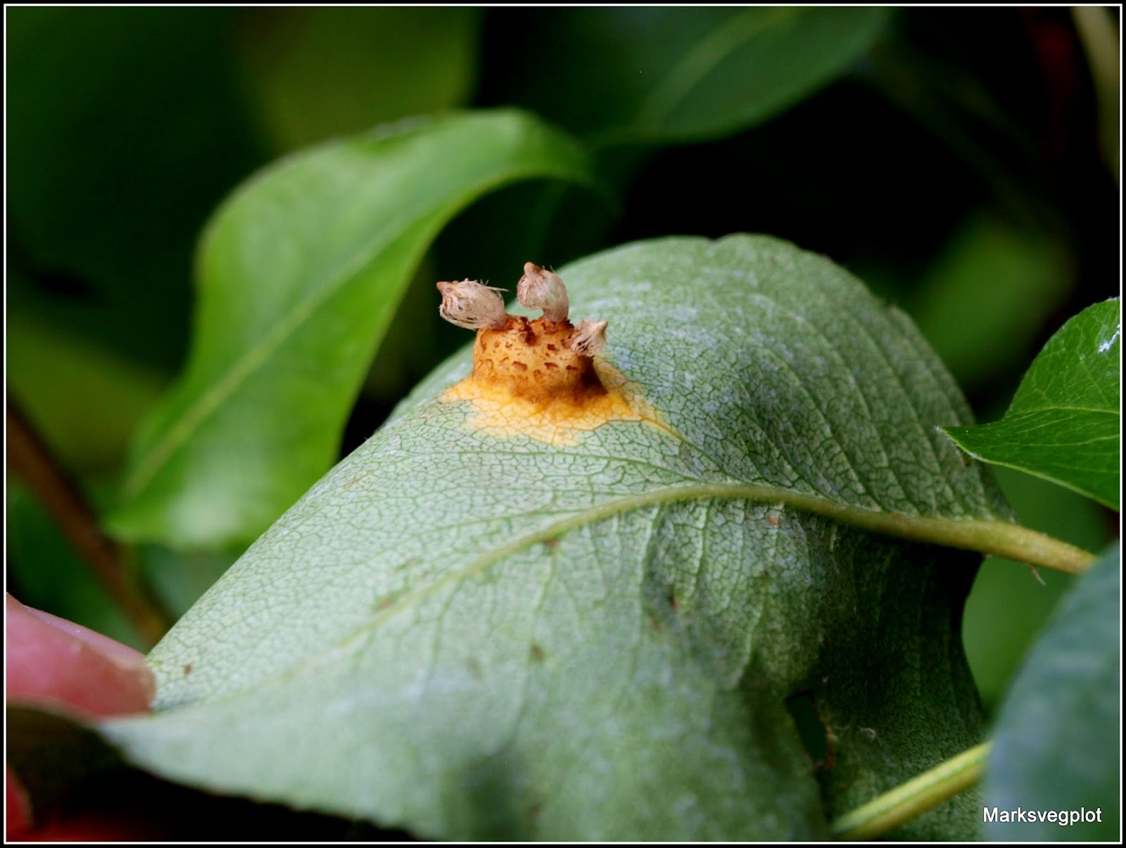 Mark's Veg Plot Pear Rust fungus