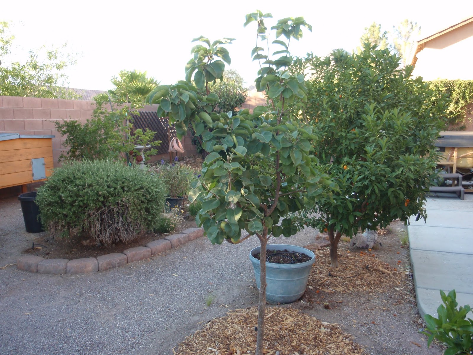 Fruit Trees Las Vegas