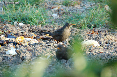 Merla (Turdus merula)