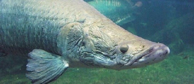 Gambar Ikan Arapaima Gigas Terbesar Berbahaya dapat Makan Manusia