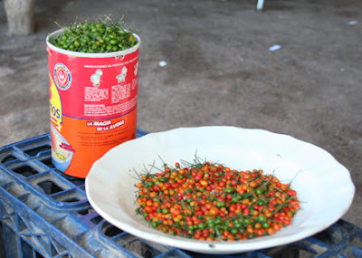Chilpete CULTIVOS ANTIGUOS: CHILTEPÍN: CHILE DE MONTE