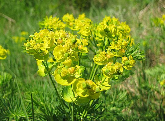 Wilczomlecz sosnka (Euphorbia cyparissias L.).