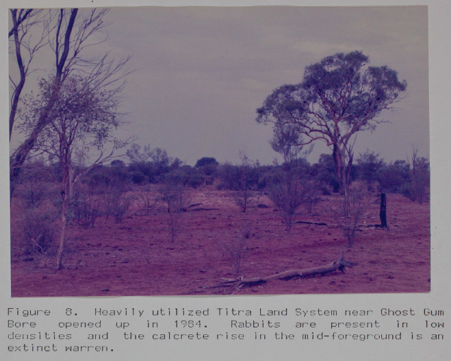 these ground digging tunnel bandicoots were so efficient in conserving water that they had no need to drink they got enough moisture from their food seeds