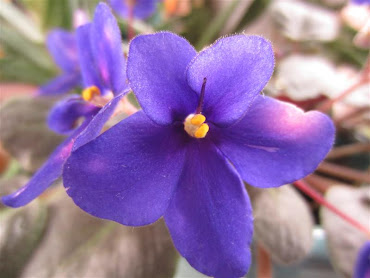 My African Violets in Full Bloom!