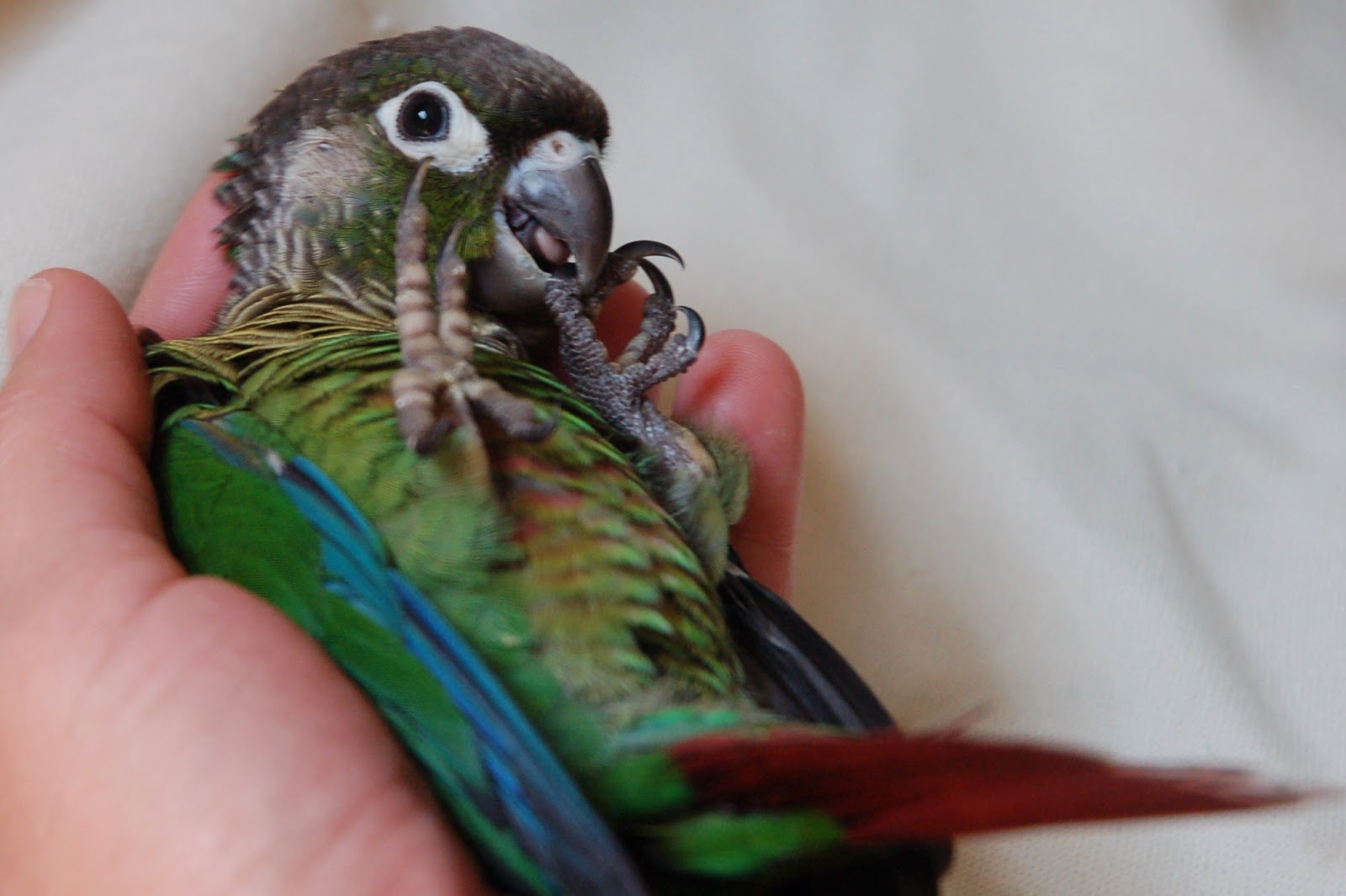 Quaker and Conure Buddies of Illinois: Conure Baby Photo Diary
