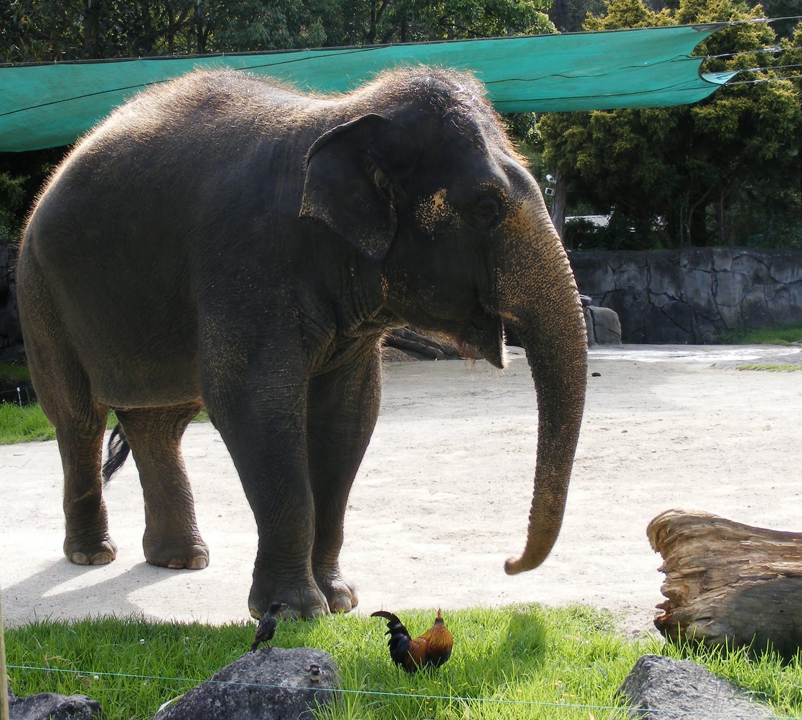 Faithphil Family Moments I ♥ Auckland Auckland Zoo