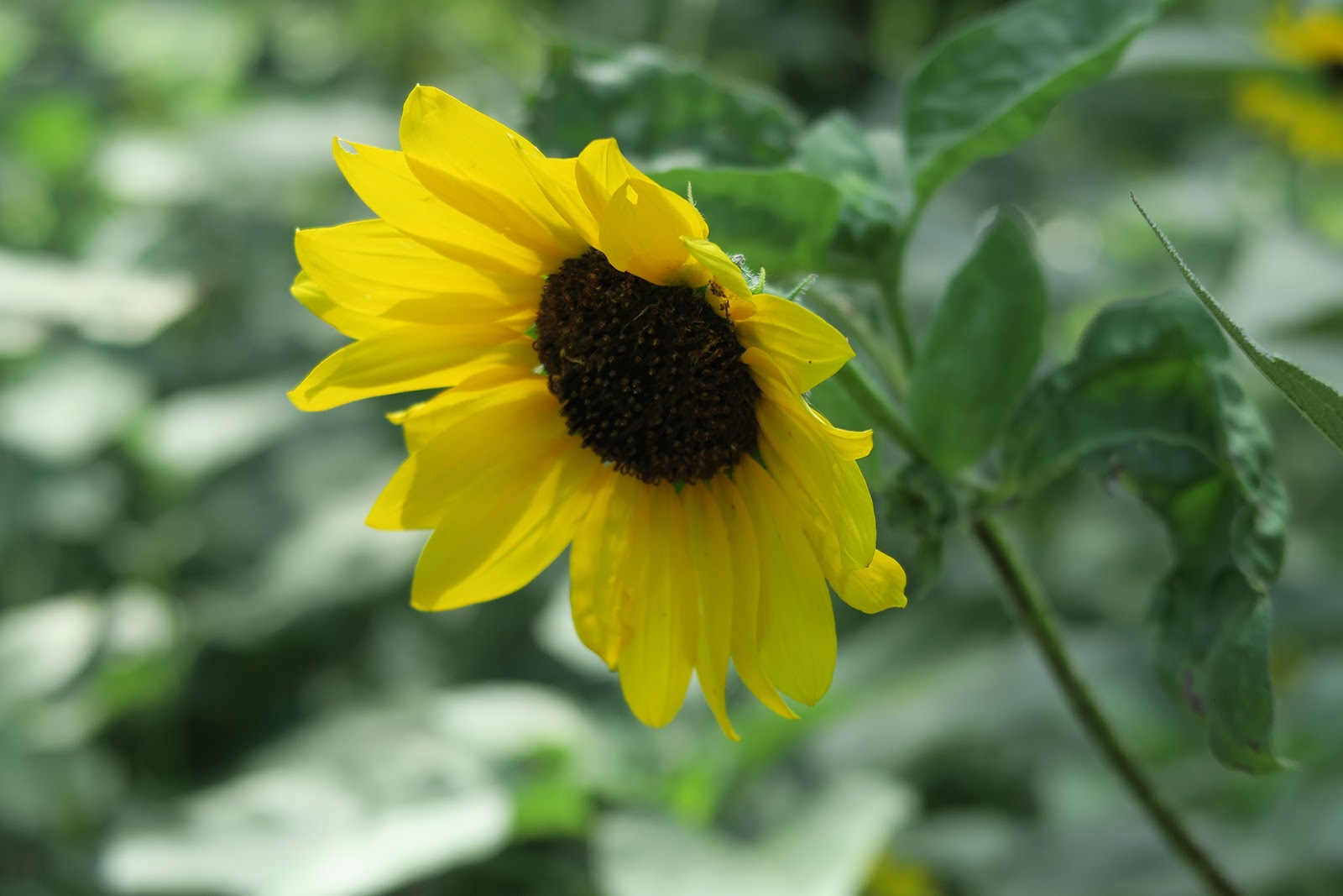 An Apel a Day WW Bullfrog and Butterfly {Linky}