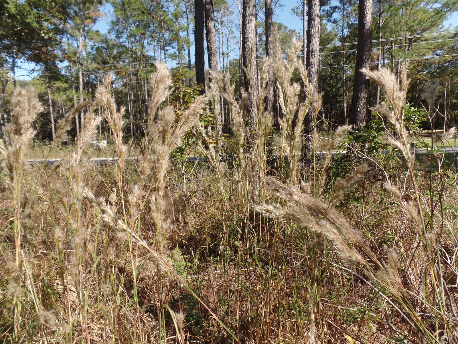 Blue Starr Gallery Pitcher Plants at Weeks Bay Estuary