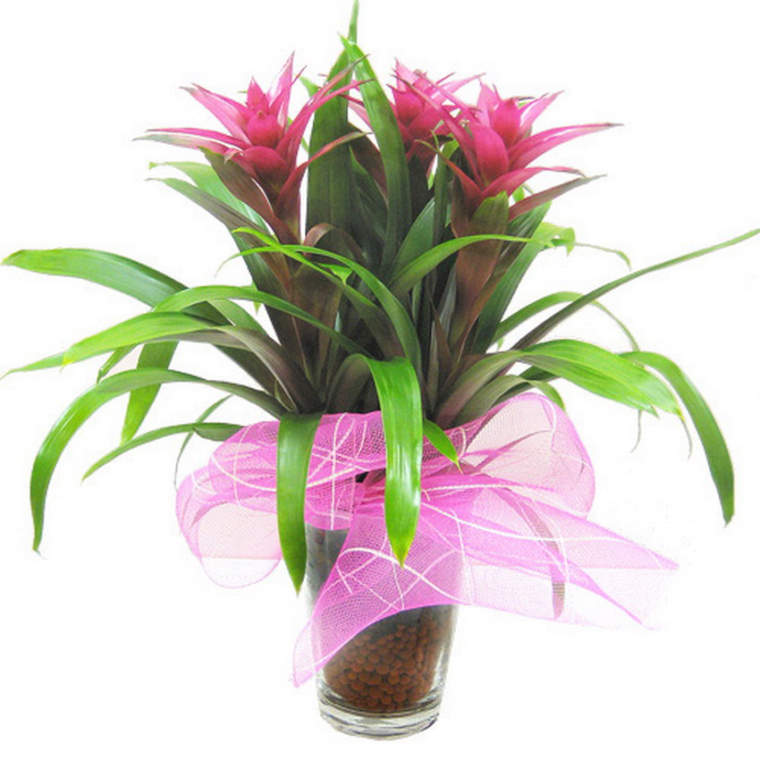 floreros flores im 225 genes arte pinturas jarrones y floreros con dise 241 os floreros flores im 225 genes arte pinturas jarrones y floreros con dise 241 os