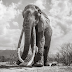 Astonishing Last Pictures Of The Legendary ‘Elephant Queen’ Before She Died
